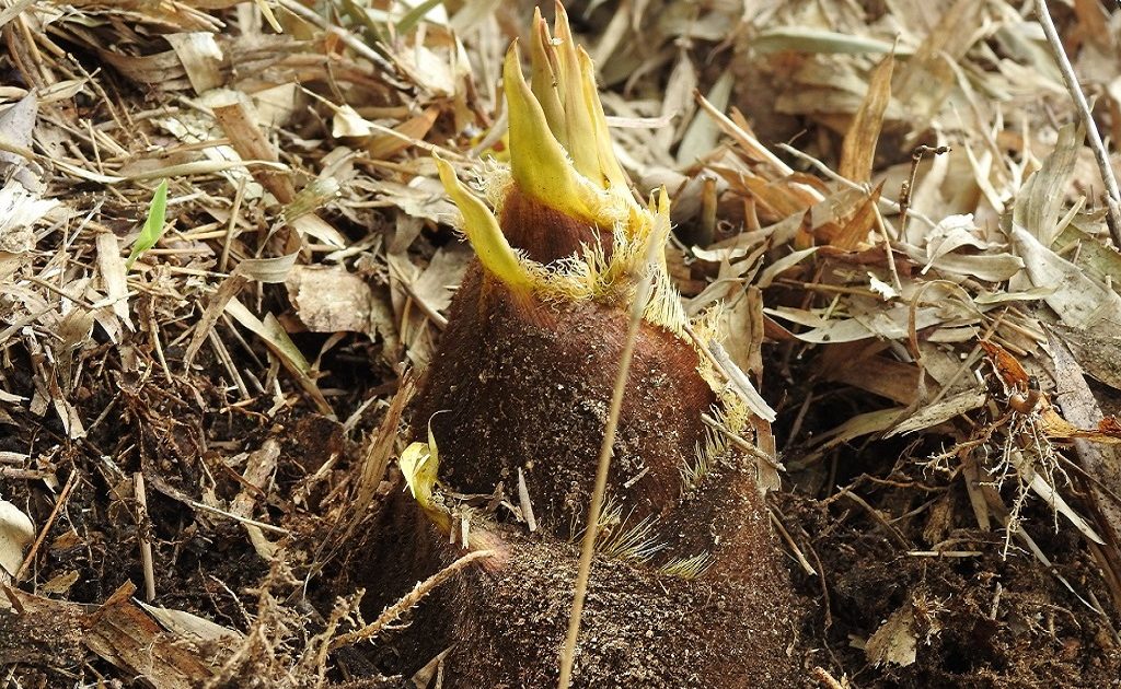 意外と知らない職人のたけのこ掘り方法とは？ 京たけのこ伝統栽培