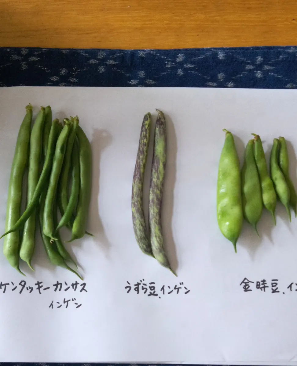 お豆のコラム⑧ 「滋味あふれる豆のスープ」豆の日普及推進協議会