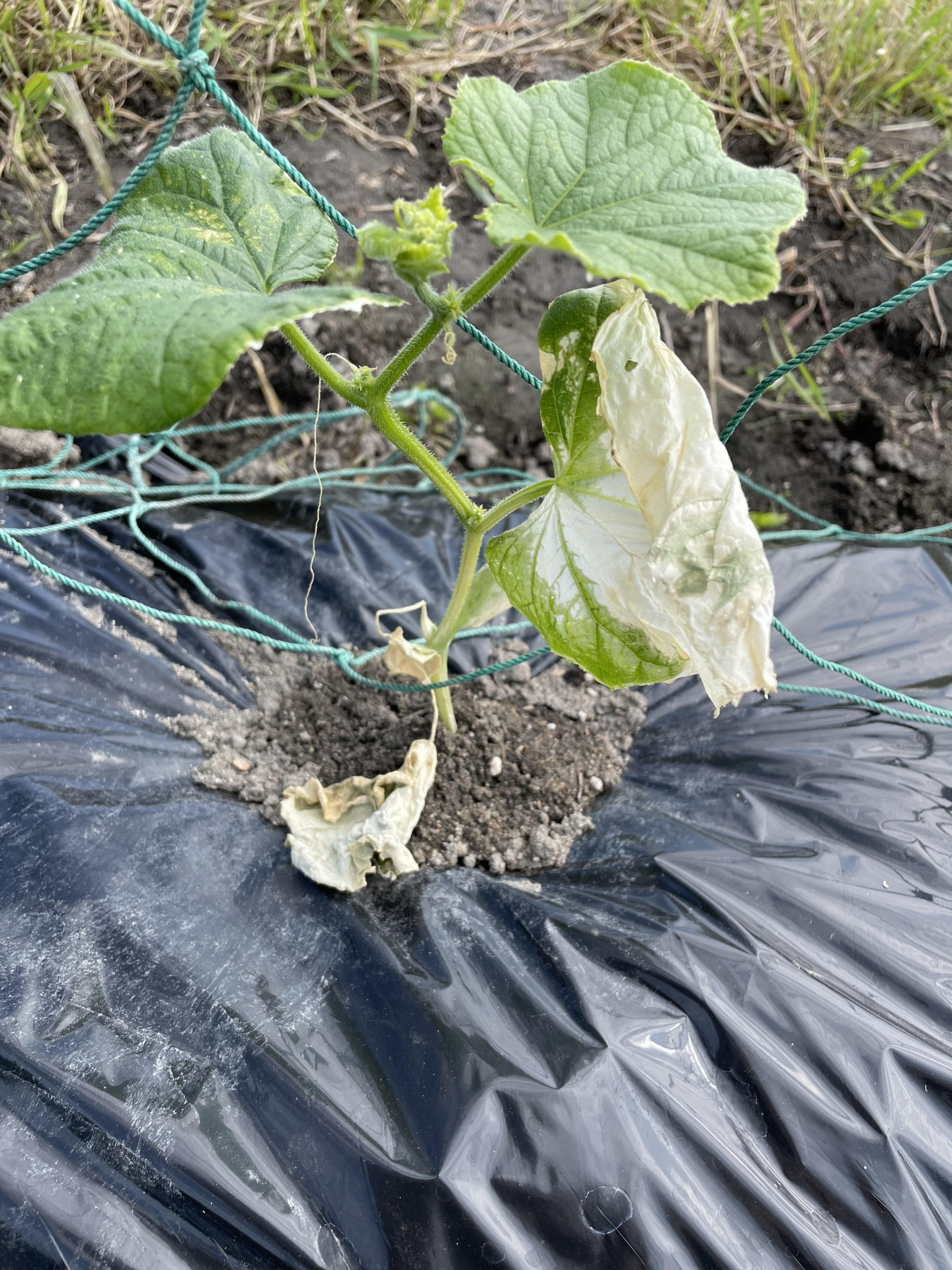 胡瓜 きゅうりの雌花・雄花について〜受粉しなくても実ができるって本当？〜 - アタマの中は花畑