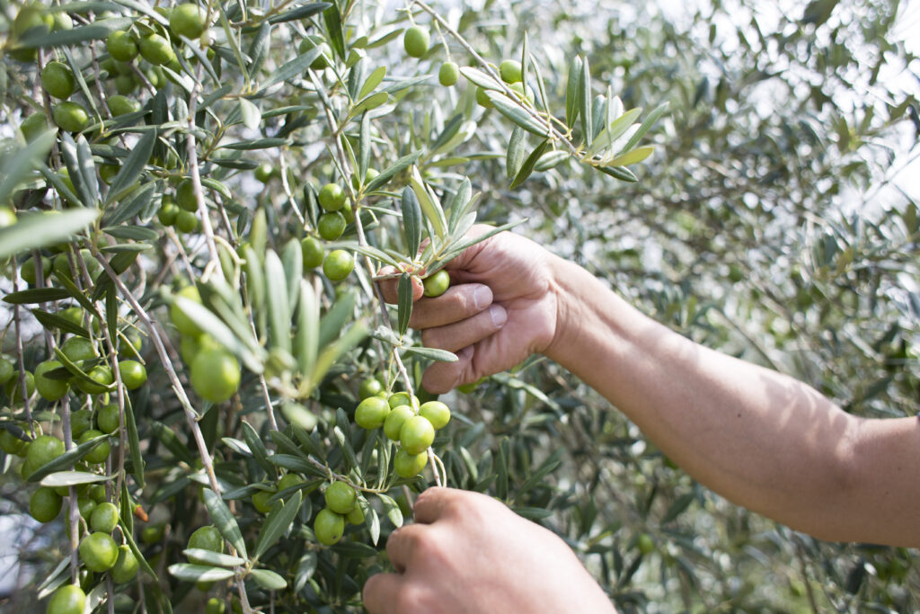 チュニジア現地レポート 第14回 :収穫時期を迎えるチュニジアのオリーブ – MSCパートナーズ株式会社MSC Partners inc