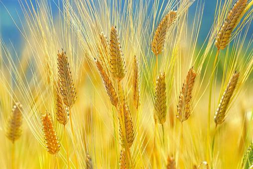 大麦」の54万点のロイヤリティフリー画像、写真素材、絵Shutterstock