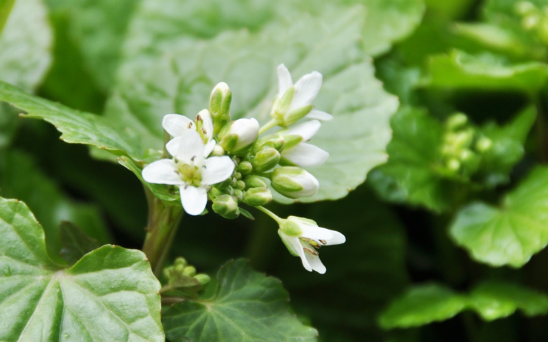 黄色い花野菜の写真素材・画像素材 Image 15798613