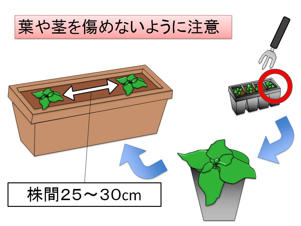 アイスプラントの栽培