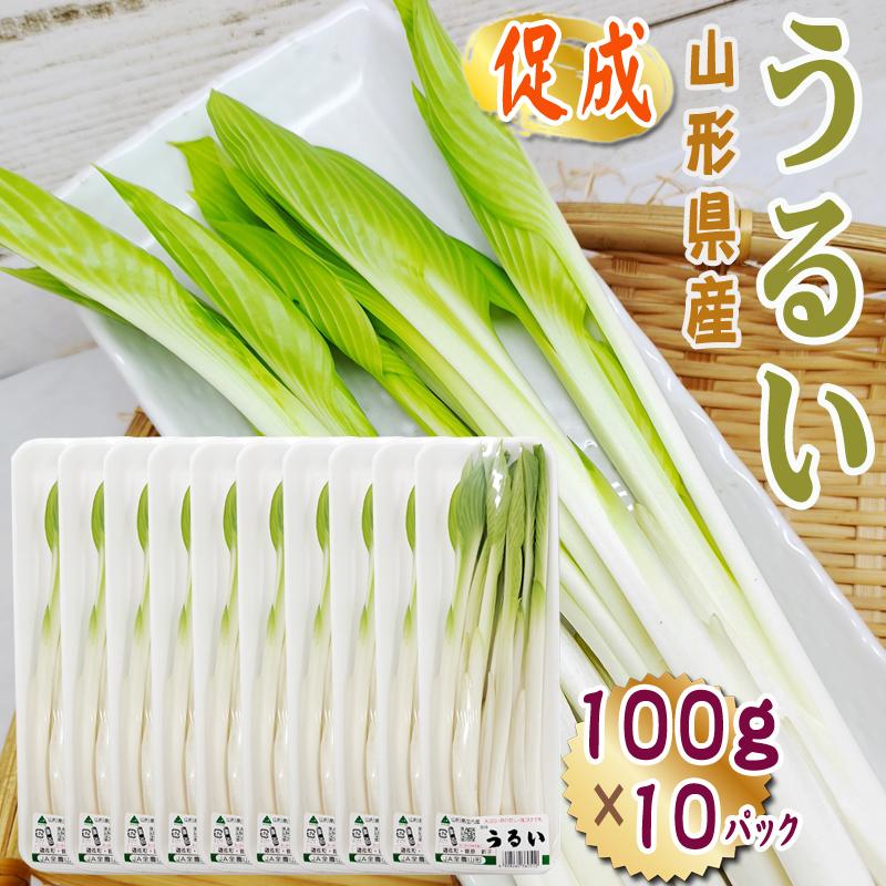 送料無料 ウルイ・うるい 山菜 ハウス栽培 約600g 新潟県十日町産 - ファーム大澤屋 オンラインショップ