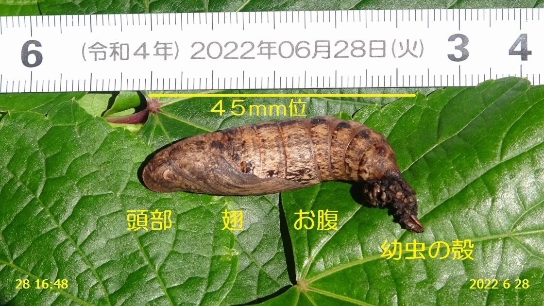 待望のコスズメ成虫：葡萄の葉にてアカネコ生活