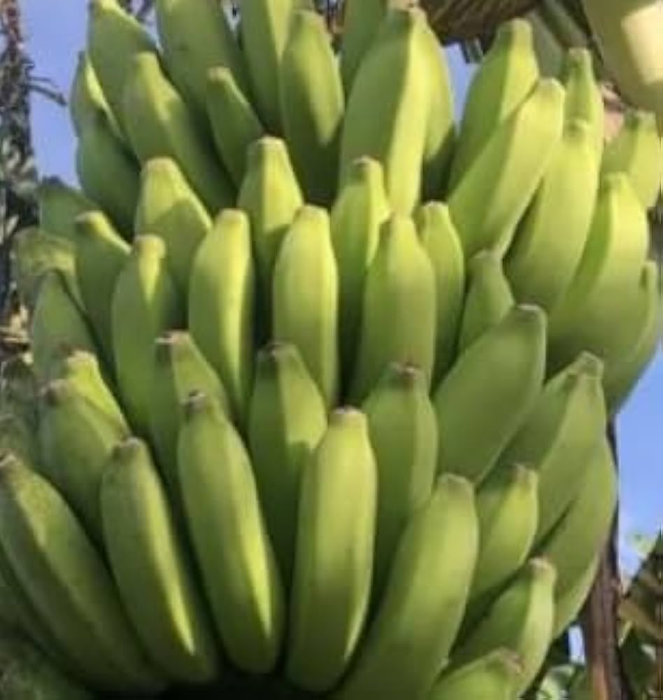 バナナ。2.2ｍ超モンスター◇美味最高峰・幻のゴールデンブラジル◇ドワーフナムワ