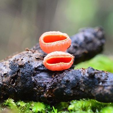 ウラスジチャワンタケtanecaのキノコズカン・粘菌ズカン - 楽天ブログ