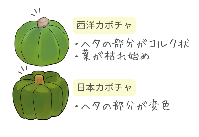 かぼちゃの収穫時期の見極め方を写真解説！収穫後に甘くするには？🍀GreenSnap グリーンスナップ