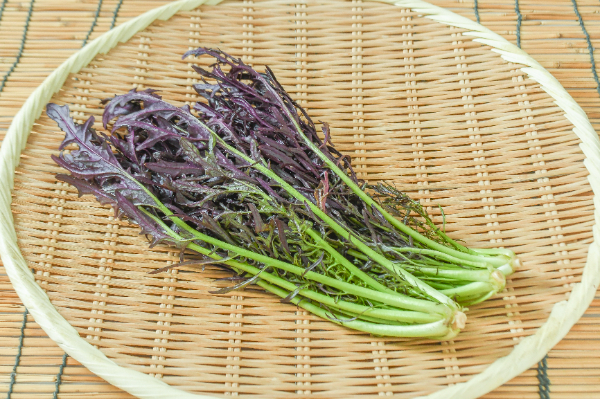 赤からし菜口に入れた瞬間に感じる味から 食べていく中で変化していく味 口に残る柔らかい辛み おいしい。 野菜から感じられるものを体の五感すべてで味わっていきたい 農業をやっていて 没頭し、夢中に作業をしていると 身体はとても疲弊しているのに、言葉に