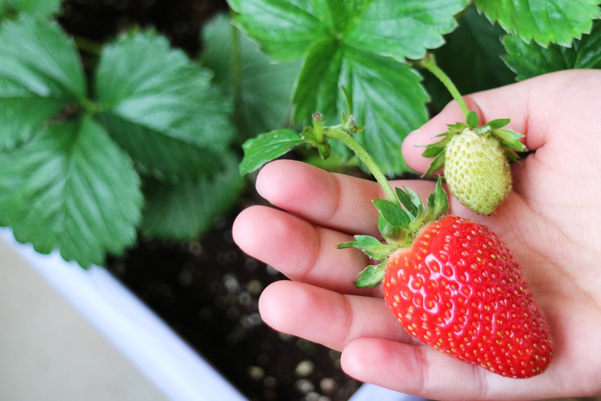 ベランダ家庭菜園 プランターで育てる秋冬野菜「初心者でもお世話カンタン」おすすめ野菜6選Infoseekニュース