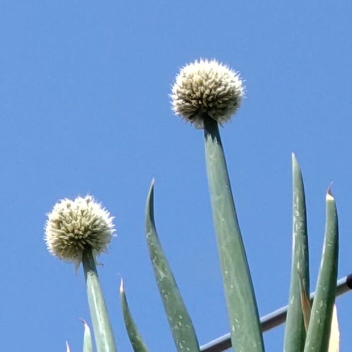 ネギAllium fistulosum l.かぎけん花図鑑