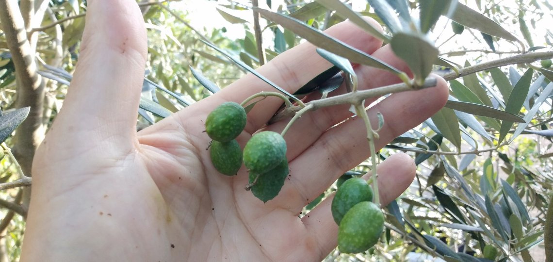 グリーンオリーブの収穫時期はいつ?ブログ版Olive&SucculentGarden