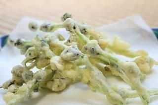 山形県産 ミズの実 みずの実 みずのこぶ 山菜 森の凛さん採取