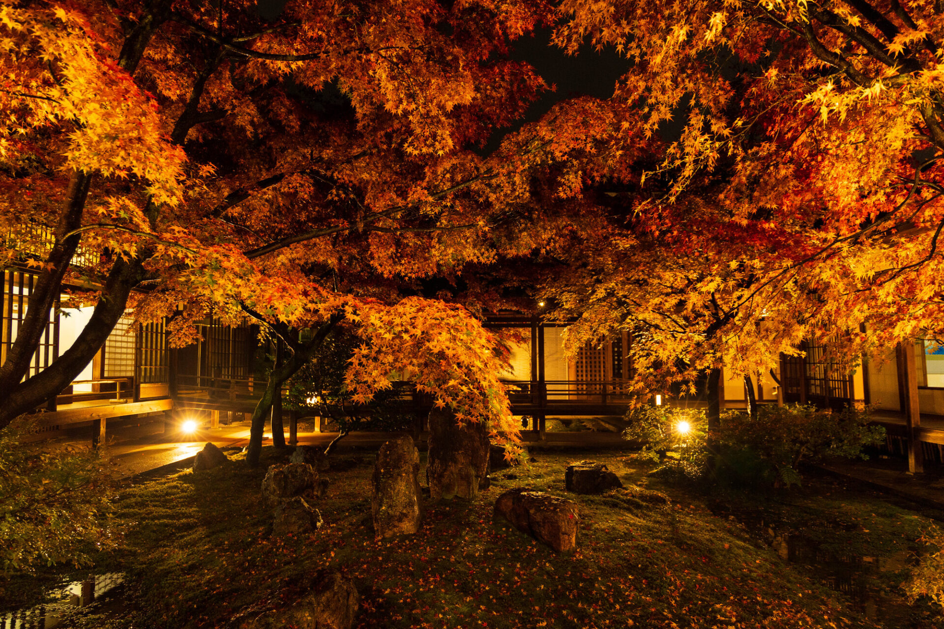 水草 紅葉ミックス おまかせセット