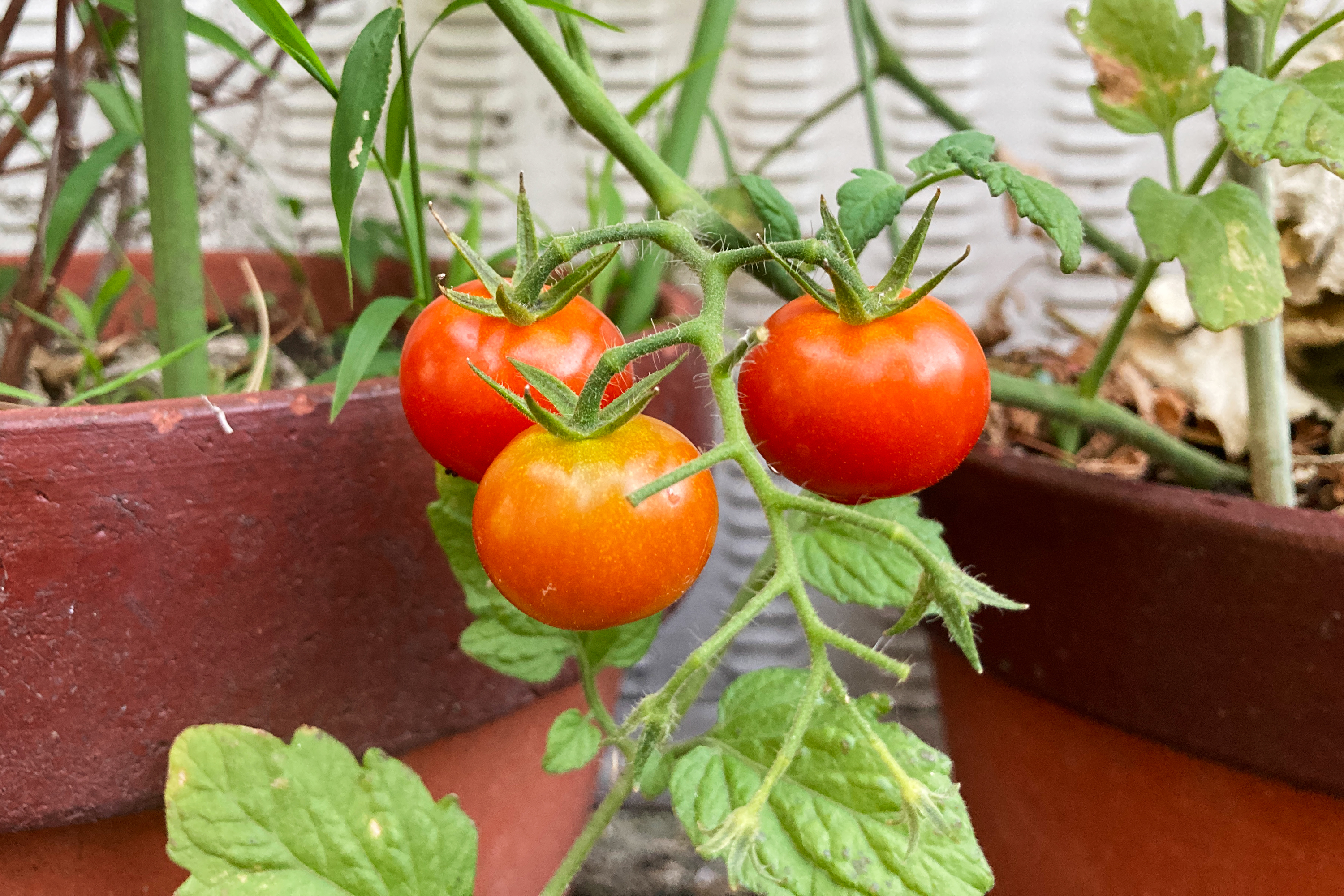 ミニトマトの無料写真素材 フリ