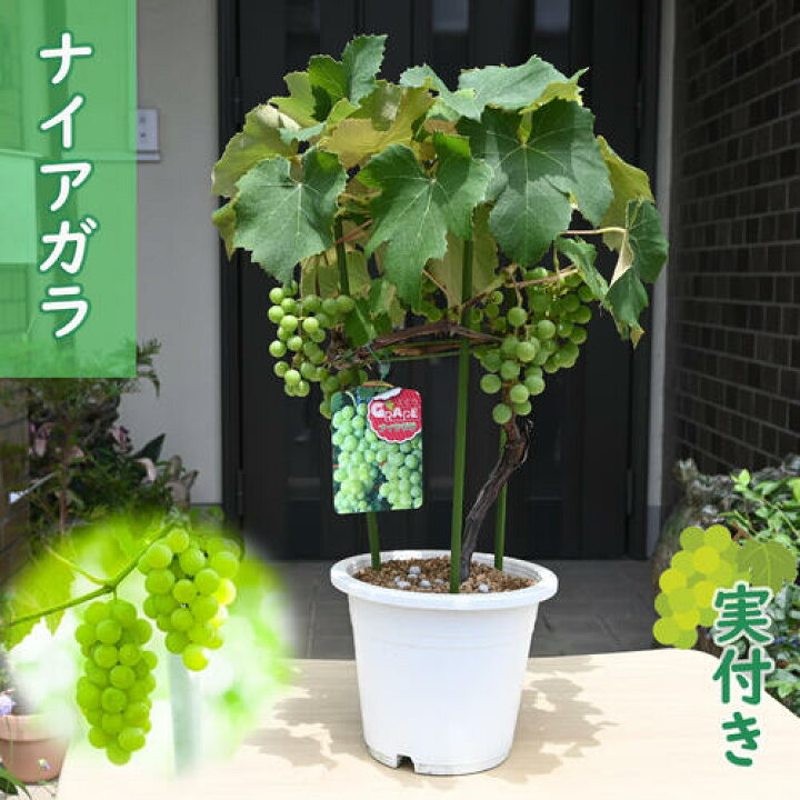 青森県産農薬不使用ぶどうナイアガラ