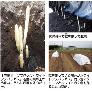 アスパラガス栽培始める どのくらい植えるの? 株間・株数・条数について解説します