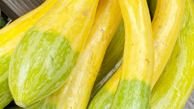 少し珍しい野菜 まくわ 三尺ささげ 他: うるわしのガーデン！・までの長い道のり 大和農園 通信販売部公式ブログ