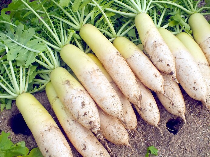 中国ダイコン種子 サカタのタネ 「江都青長 こうとあおなが 」俗にビタミン大根と言っております野菜と花の種・苗・緑肥の通販野菜作り・家庭菜園なら 清水屋種苗園藝 商品詳細