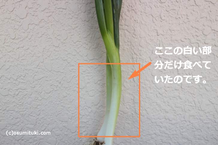 わけぎの代用品 8選 ねぎやニラは代わりになる？おすすめ代替品を紹介！代用品お探しサイト 困った時に役立つ カワルン