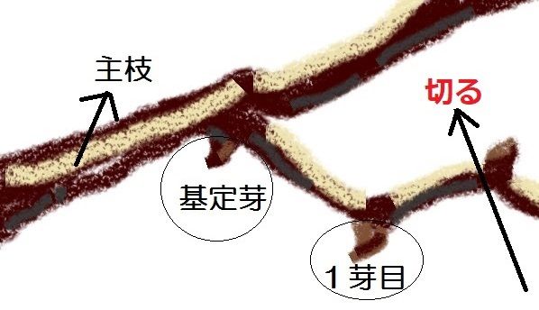 シャインマスカット ブドウ 欧米雑種2倍体の特徴と育て方 kaju_budou-vf005-01-1苗木部の部室 〜苗木、育てよう〜 By花ひろばオンライン