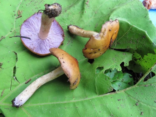 ウラムラサキ - Wikipedia