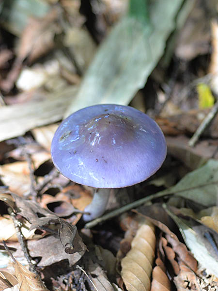 紫色のきのこはお嫌い？ : きのこ、だけ