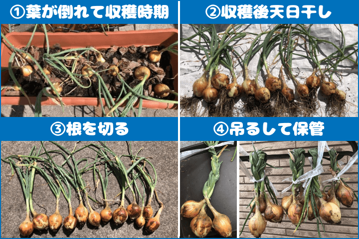 楽天市場 玉ねぎ苗 赤玉 20本 5 下〜６ 上旬頃収穫品種 サラダ タマネギ 紫玉ねぎ 玉葱 : 荒川種苗