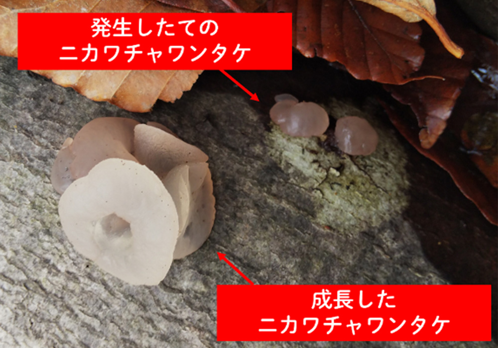 クロチャワンタケ 、写真