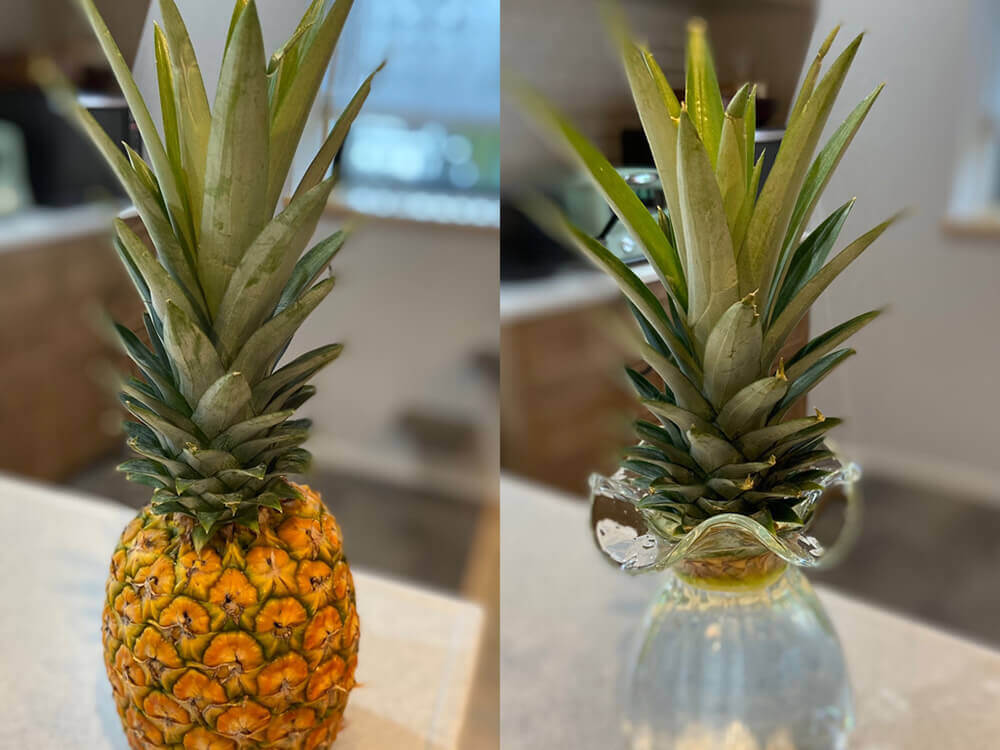 PLANCHU 観葉植物 アナナス サンゴパイン Ananas cv. パイナップル 花パイン ブロメリア – プランチュオフィシャルサイト熱帯観葉植物・エアプランツ・食虫植物・インテリアプランツのお店