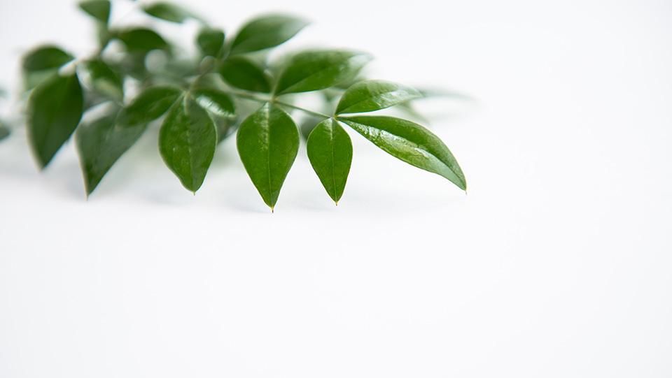 南天の葉のインテリア実例RoomClip ルームクリップ