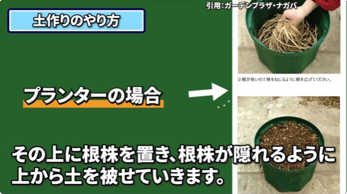 菜園 アスパラガスの引越しのんびり農園