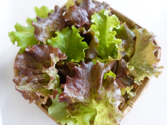 安いとき買いだめしても大丈夫!「ベビーリーフ」長持ち保存法♪暮らしニスタ