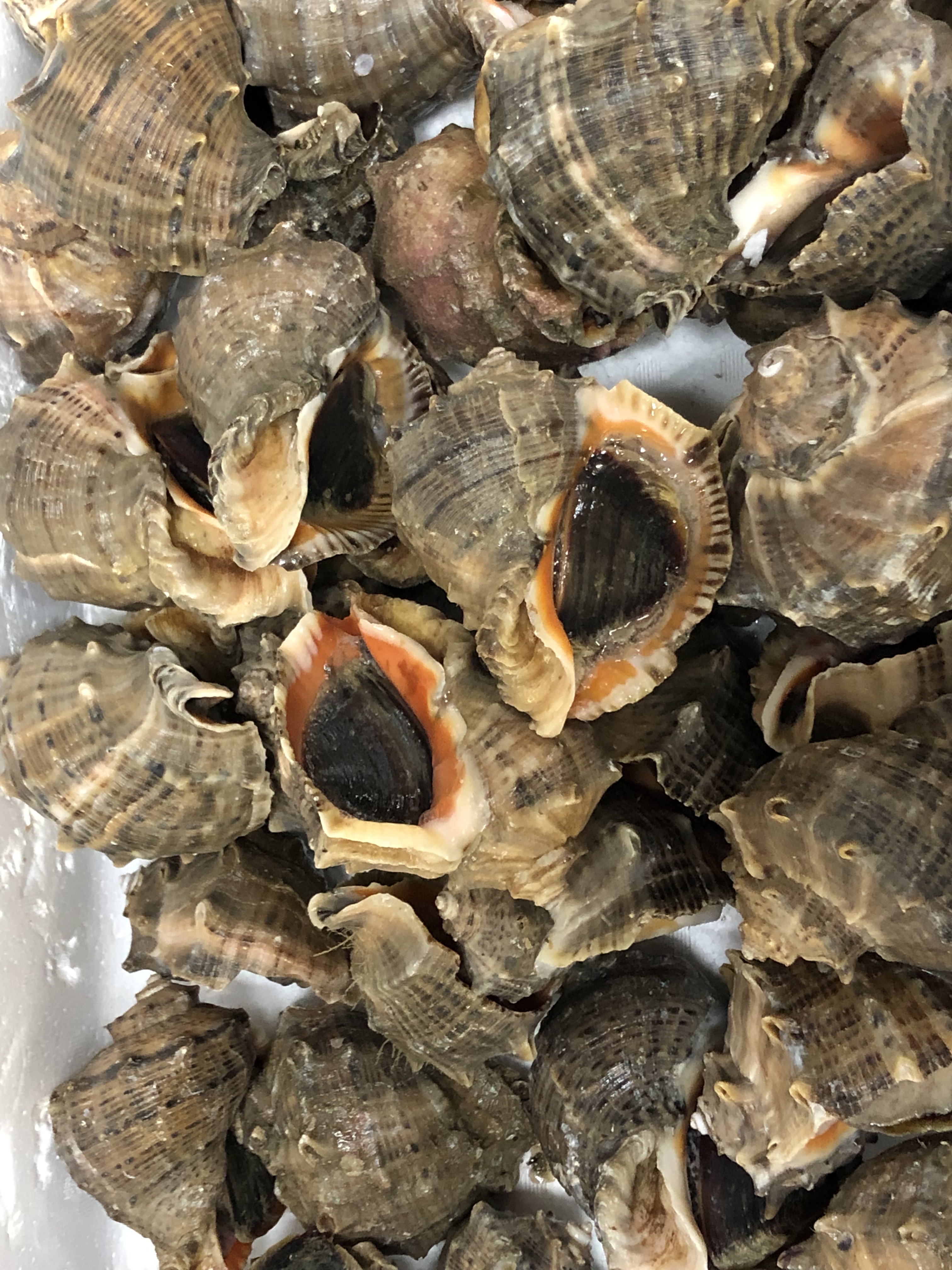 赤ニシ貝神戸・大阪・阪神間の業務用野菜・果物・鮮魚の卸売・毎日配送のイサテンフーズ