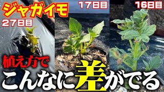 これがジャガイモのストロンです - ほぐし専科てもみじ小倉井堀店