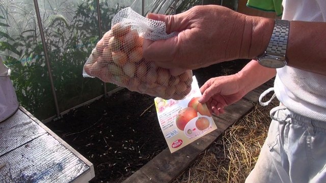 赤たまねぎの育て方 タマネギの栽培