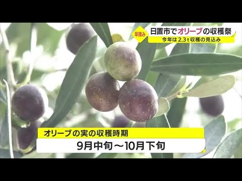 オリーブの収穫 – 澳オリーブ