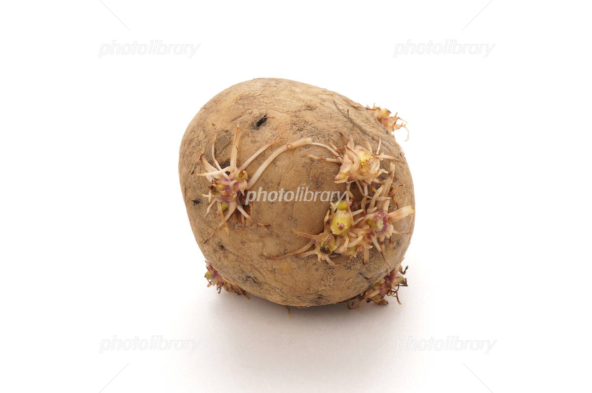 早く教えてよ じゃがいもは「芽」が出ても捨ててはいけない!たった1つの理由とは? ぱぷちゃん- エキスパート - Yahoo!ニュース