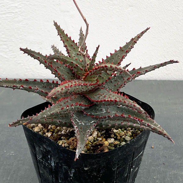 カロノエは無意識に距離感バグってるといい 」chick ひよきち の