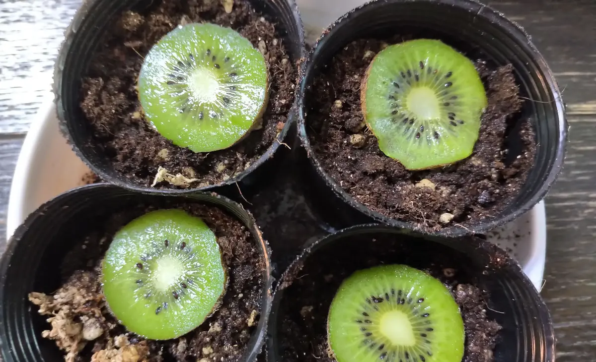 キウイを種から育てる方法1個⇨100個以上に‼︎
