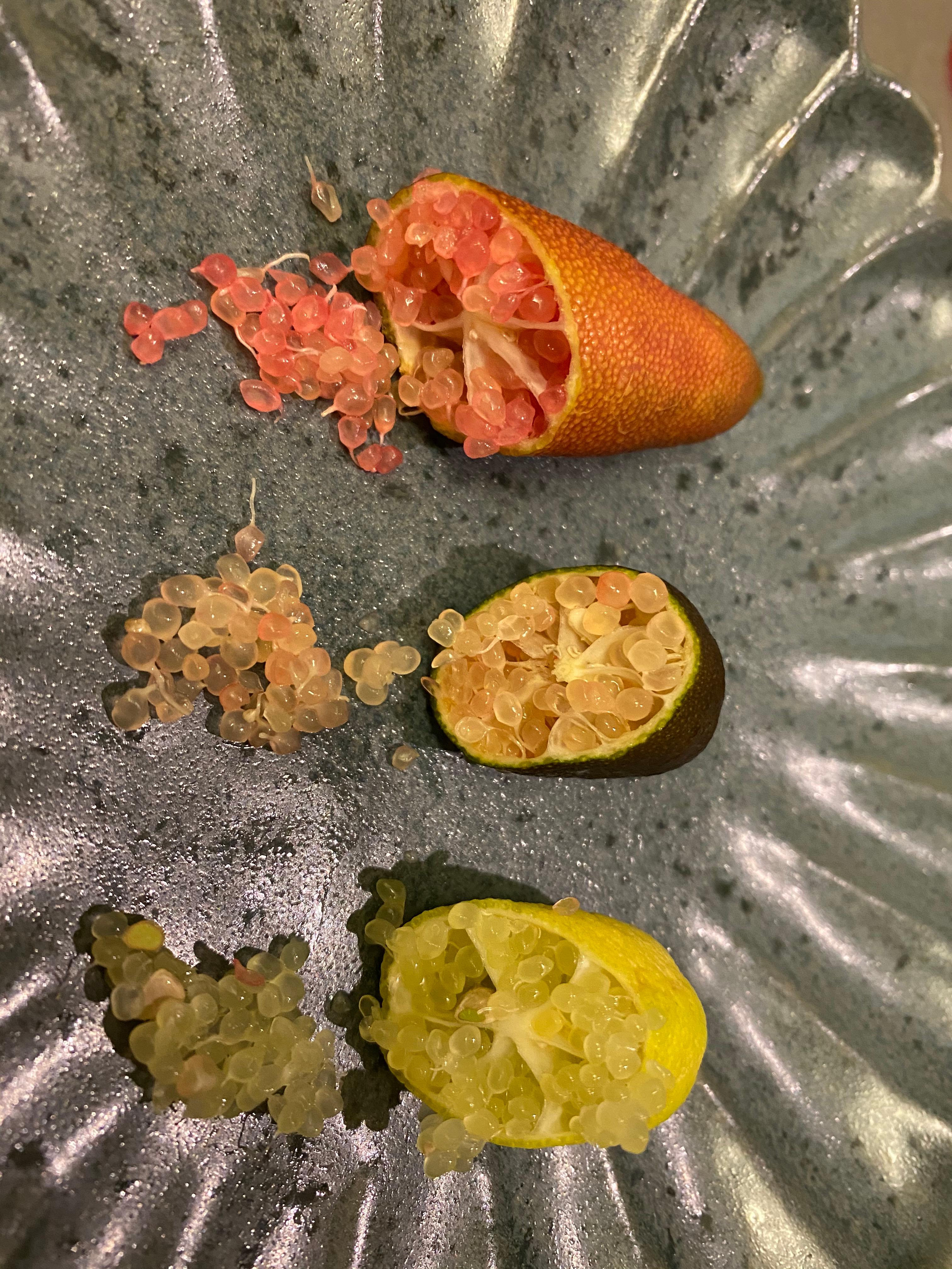 送料無料 シーヴイテック フィンガーライム 500g 24〜40本発送:7月上旬〜順次発送国産 森のキャビア 柑橘 希少 プチプチ食感 果肉大人気 盛り付け : にじデパートYahoo!店 - 通販 - Yahoo!ショッピング