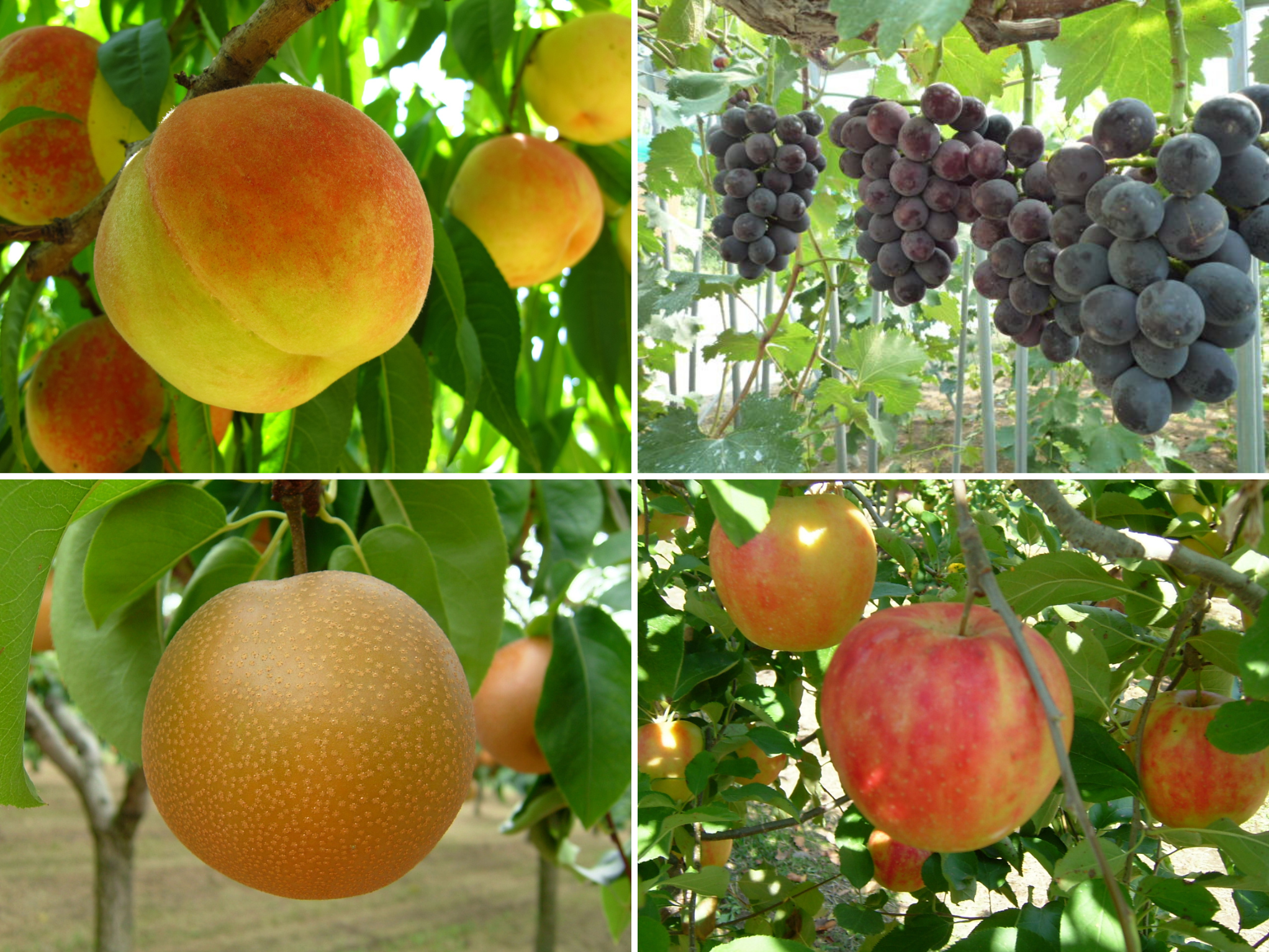 夏いちご、冬いちごなどの果物や野菜も採れるフルーツパーク森の風をご紹介！那須を楽しむ那須ガーデンアウトレット