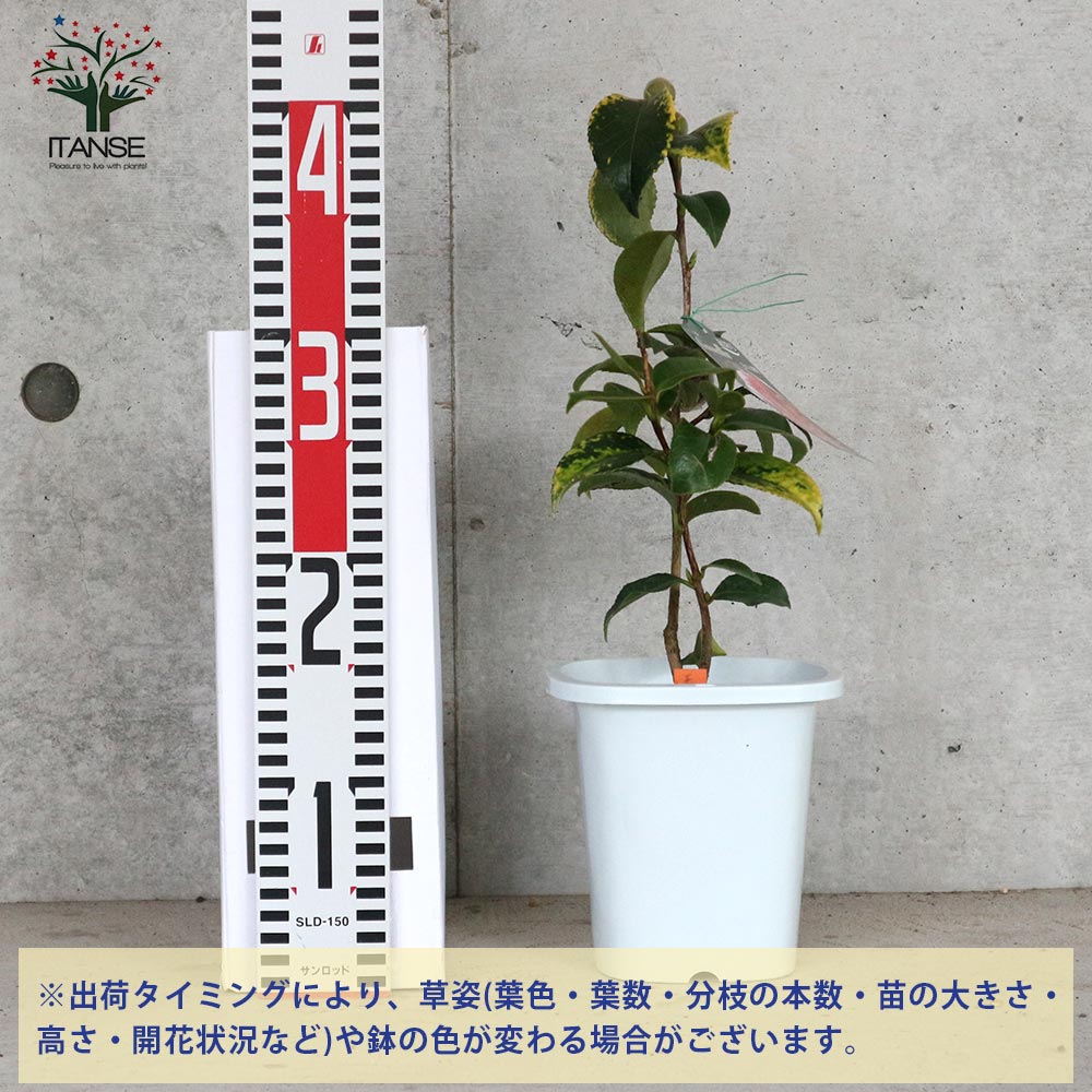 八重椿八丈島にある酒造会社八丈島酒造合名会社