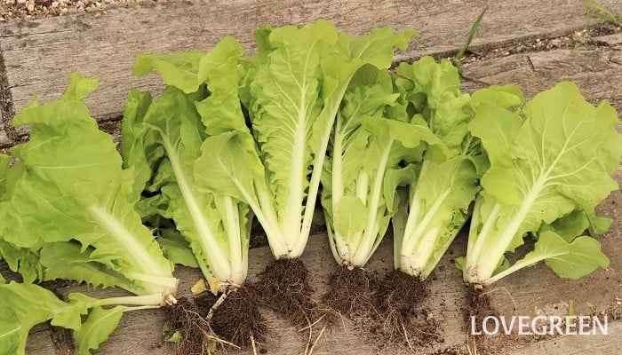 菜っ葉って方言じゃないの?種類やおいしい食べ方は?さっとがブログ‐WordPressブログ運営に役立つノウハウ集