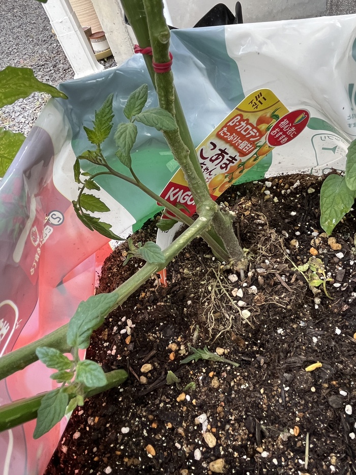 トマトの脇芽はどれ？初心者でも失敗しない取り方と取る理由！もこっとおにぎり🍙