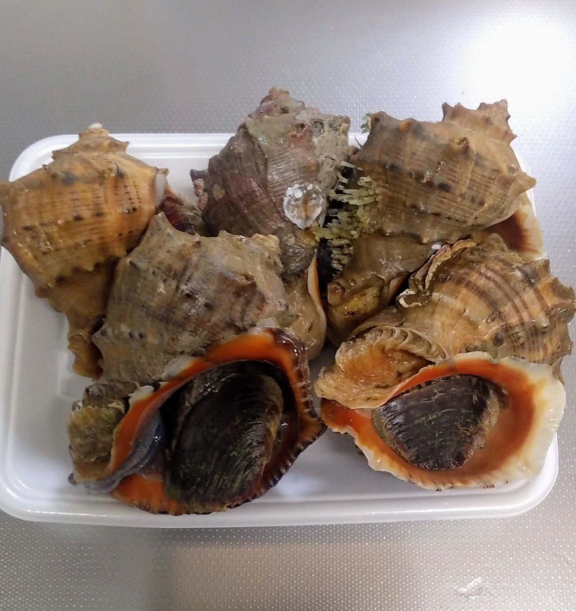 潮干狩り上級者にオススメの『アカニシ貝』採取方法 下処理＆レシピもTSURINEWS - Part 2