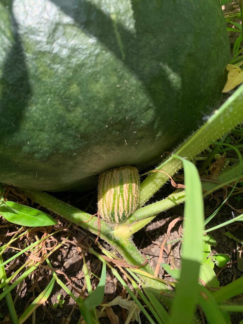 小さいうちの芽かきが必須 カボチャベテラン菜園家に送る プロに学ぶ！仕立てにこだわった夏野菜作り読みものサカタのタネ 家庭菜園・園芸情報サイト園芸通信
