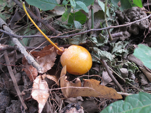 いつも秋に銀杏を拾っている場所で、6月に銀杏の実を拾ったのですが、- Yahoo!知恵袋