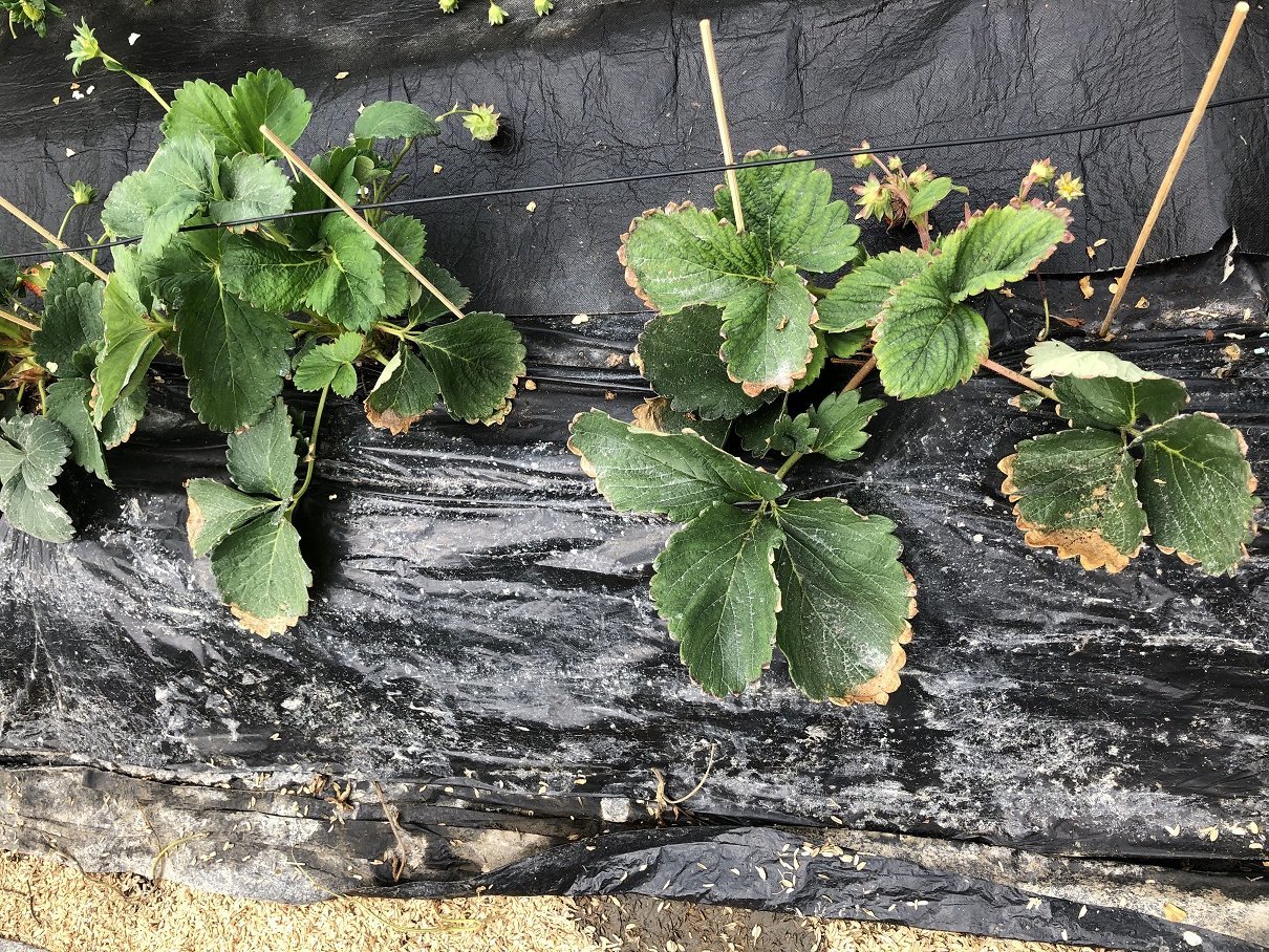 イチゴの花芽分化を促進する方法と収量アップのポイント