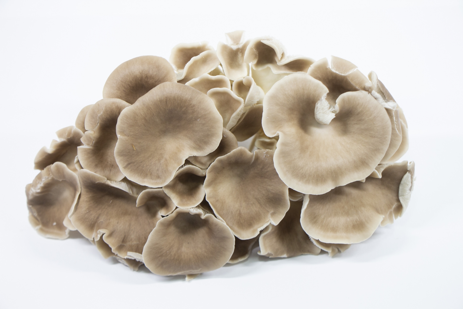 LOVE白ひらたけLOVE山雅:白ひらたけのから揚げ